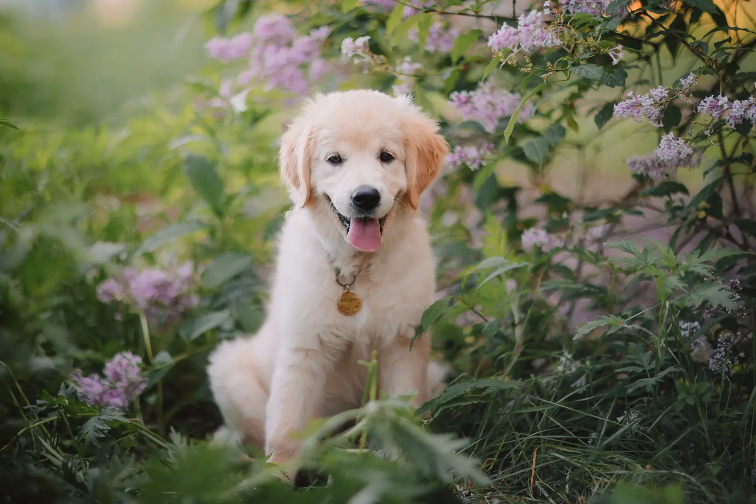 Golden retriever kölyökkutya vásárlása felelősségvállalást jelent! Golden retriever kiskutyák vásárlása.