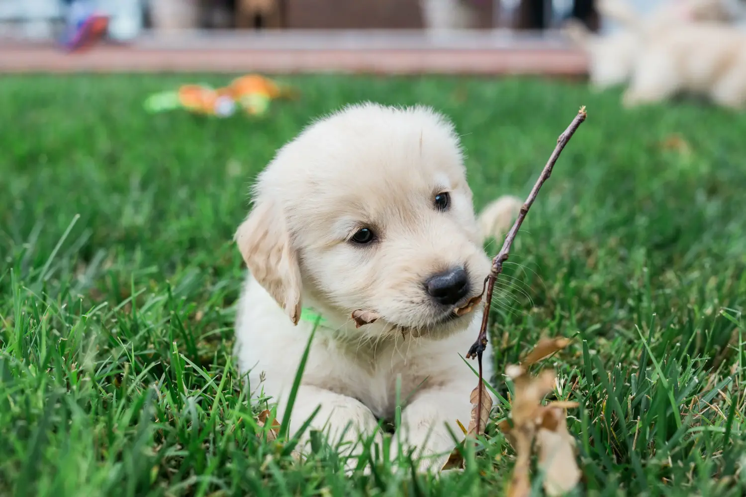Golden retriever kölyökkutya vásárlása felelősségvállalást jelent! Golden retriever kiskutyák vásárlása.
