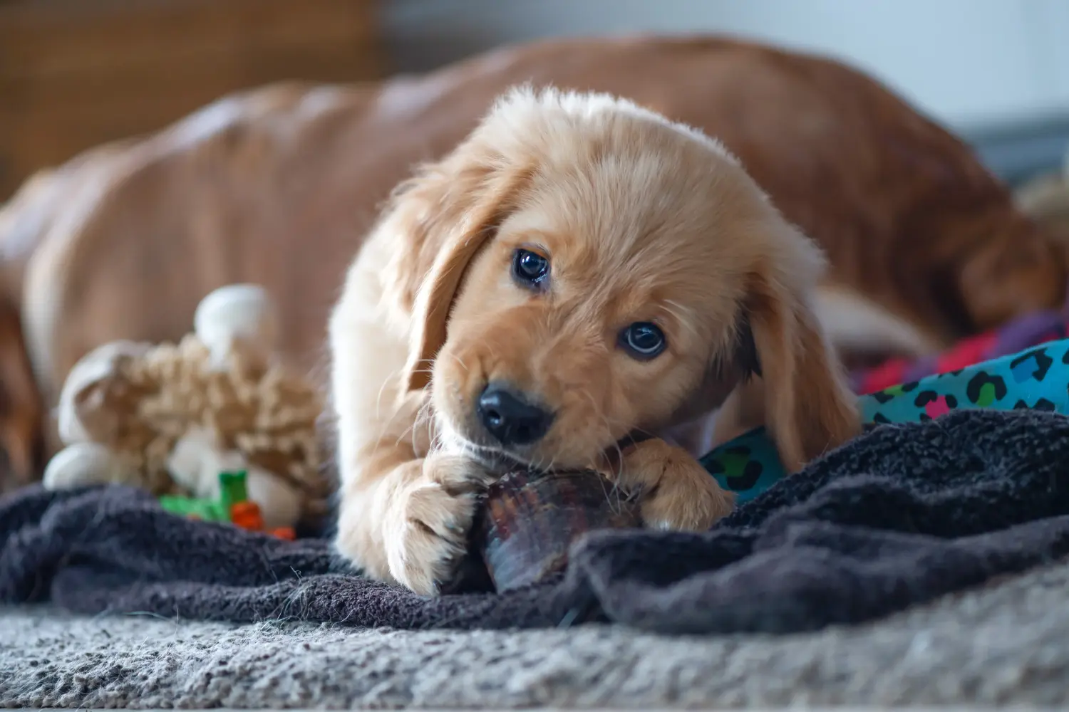 Golden retriever kölyökkutya vásárlása felelősségvállalást jelent! Golden retriever kiskutyák vásárlása.