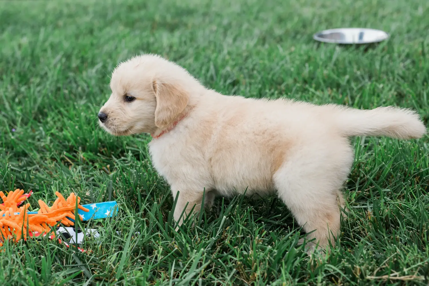 Golden retriever kölyökkutya vásárlása felelősségvállalást jelent! Golden retriever kiskutyák vásárlása.