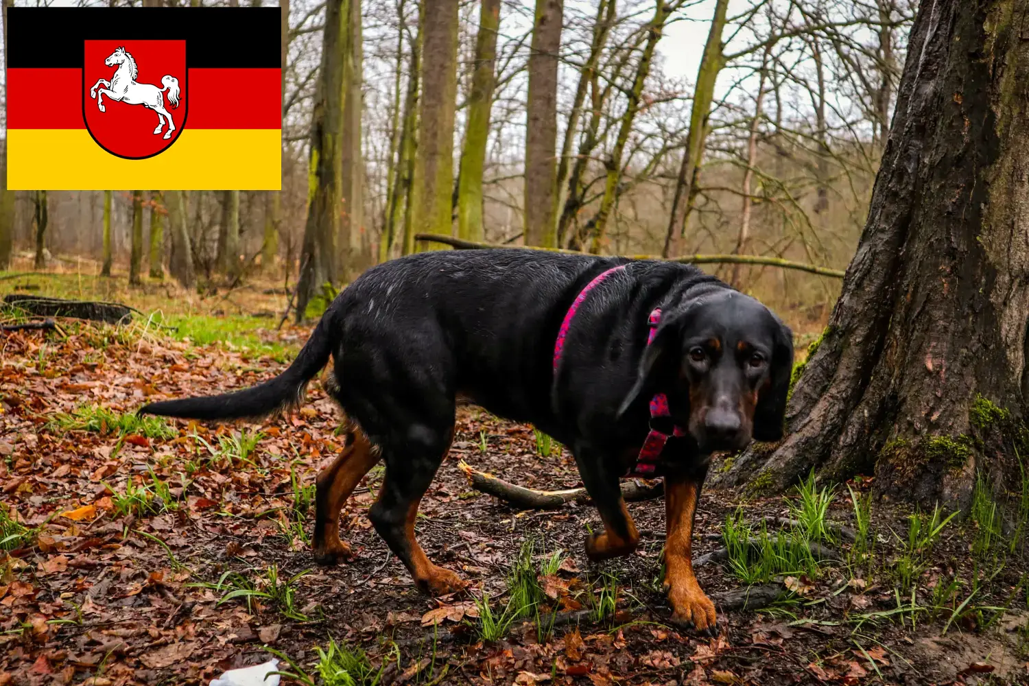 Read more about the article Gończy Polski tenyésztők és kiskutyák Alsó-Szászországban