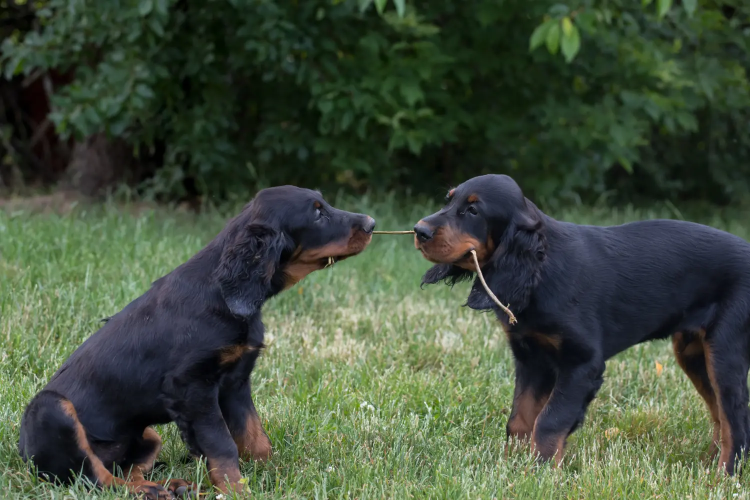 Gordon szetter kölyökkutya vásárlása felelősségvállalást jelent! Gordon szetter kiskutyák vásárlása.