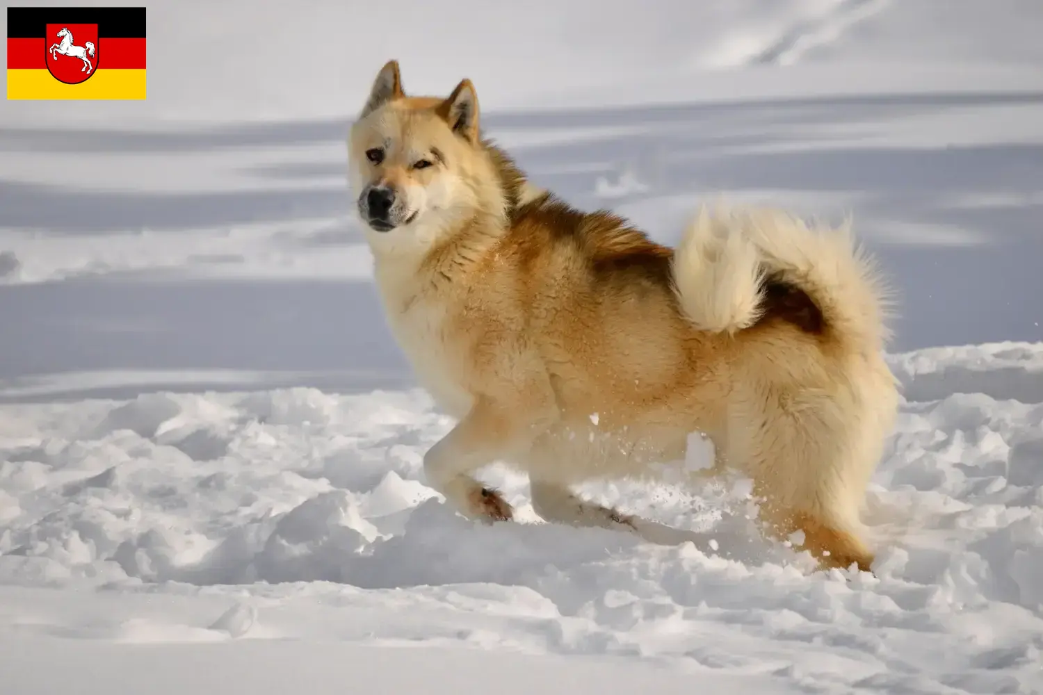 Greenlanddog kölyökkutyák és tenyésztők Alsó-Szászország Itt találja meg az Alsó-Szászországban található grönlandi kutyatenyésztőket.