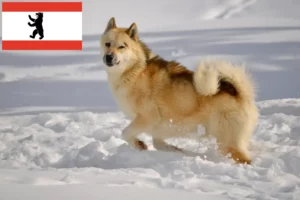 Read more about the article Grönlandi kutyatenyésztők és kölykök Berlinben