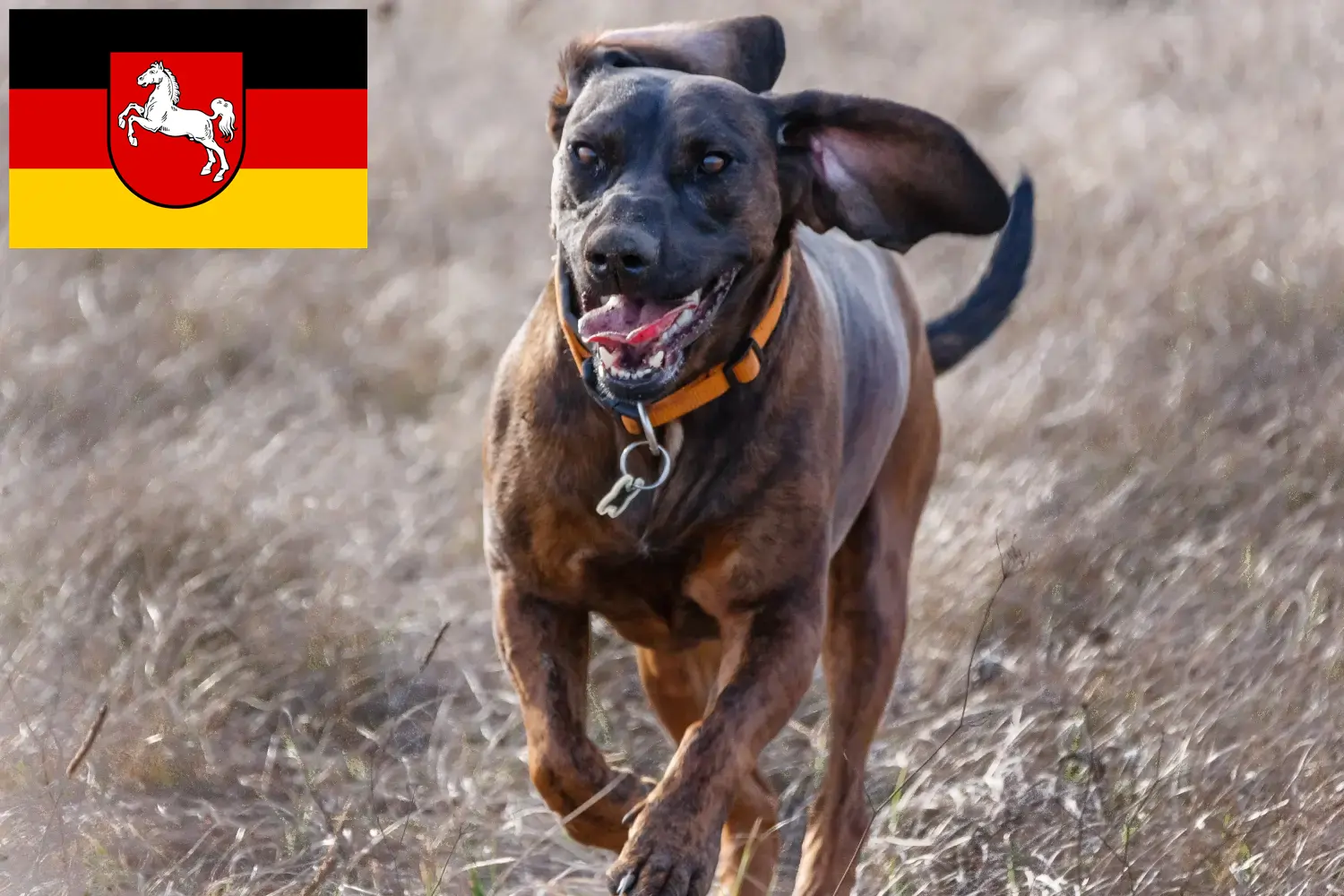 Hannoverscher Schweißhund kiskutyák és tenyésztők Alsó-Szászország Itt találhat hannoveri hegesztőkutyatenyésztőket Alsó-Szászországban.