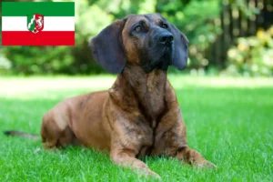 Read more about the article Hannoverscher Schweißhund tenyésztők és kiskutyák Észak-Rajna-Vesztfália területén