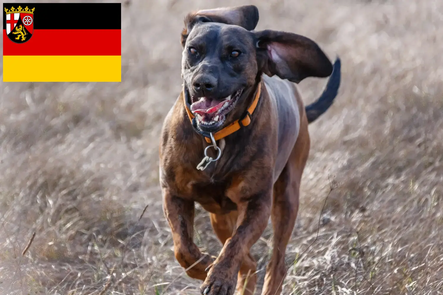 Hannoverscher Schweißhund kiskutyák és tenyésztők Rajna-vidék-Pfalz Itt találhat Hannoveri Hegedűs kutya tenyésztőket Rajna-vidék-Pfalzban.