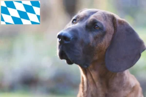 Read more about the article Hannoverscher Schweißhund tenyésztők és kiskutyák Bajorországban