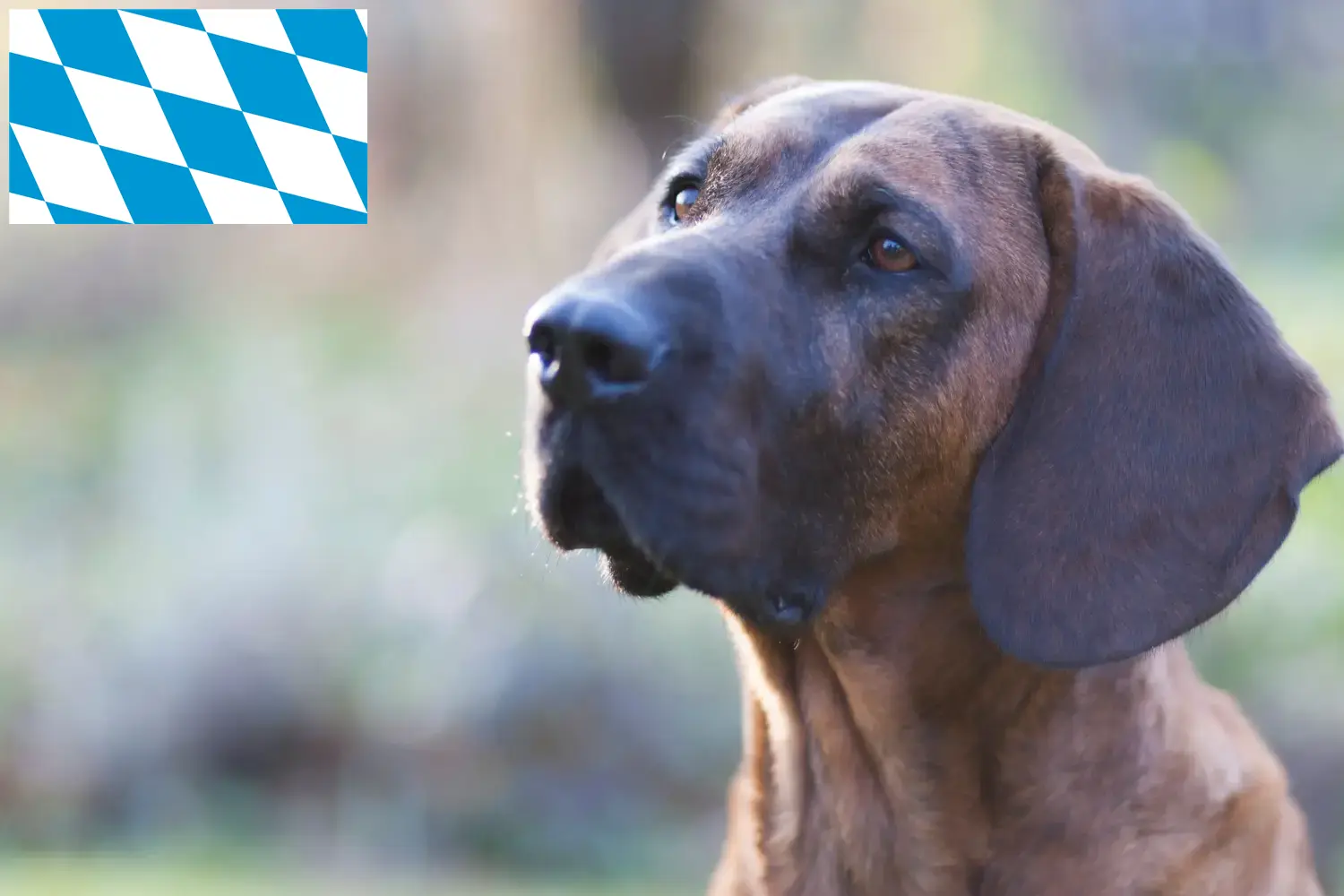 Hannoverscher Schweißhund kiskutyák és tenyésztők Bajorországban Itt találhat Hannoveri Hegedűs kutya tenyésztőket Bajorországban.
