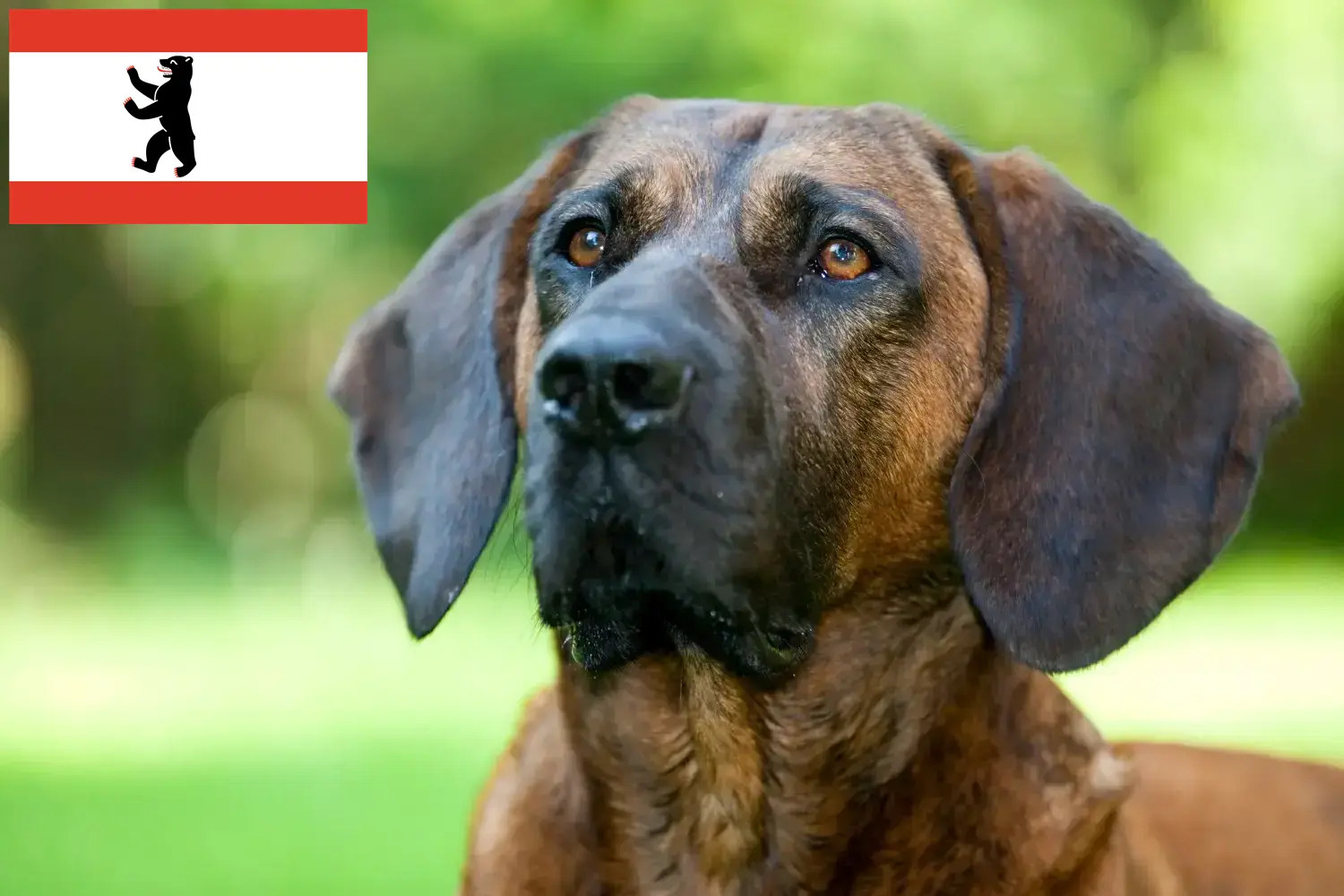 Hannoverscher Schweißhund kiskutyák és tenyésztők Berlin Itt találhat hannoveri hegesztőkutyatenyésztőket Berlinben.