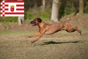 Read more about the article Hannoverscher Schweißhund tenyésztők és kölykök Brémában