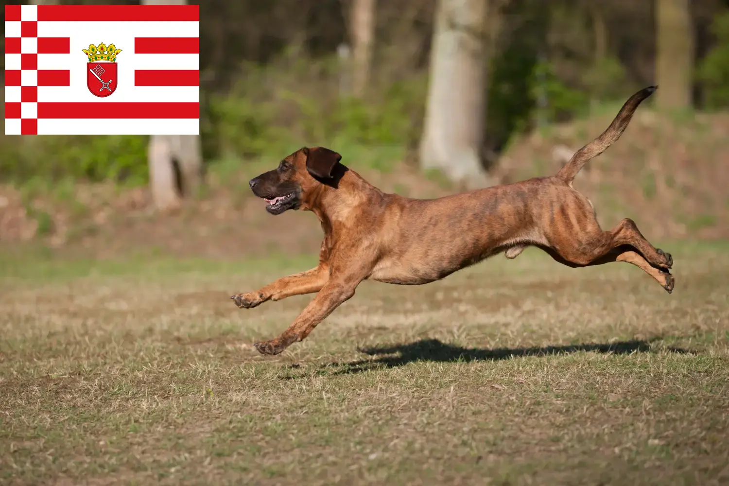 Read more about the article Hannoverscher Schweißhund tenyésztők és kölykök Brémában