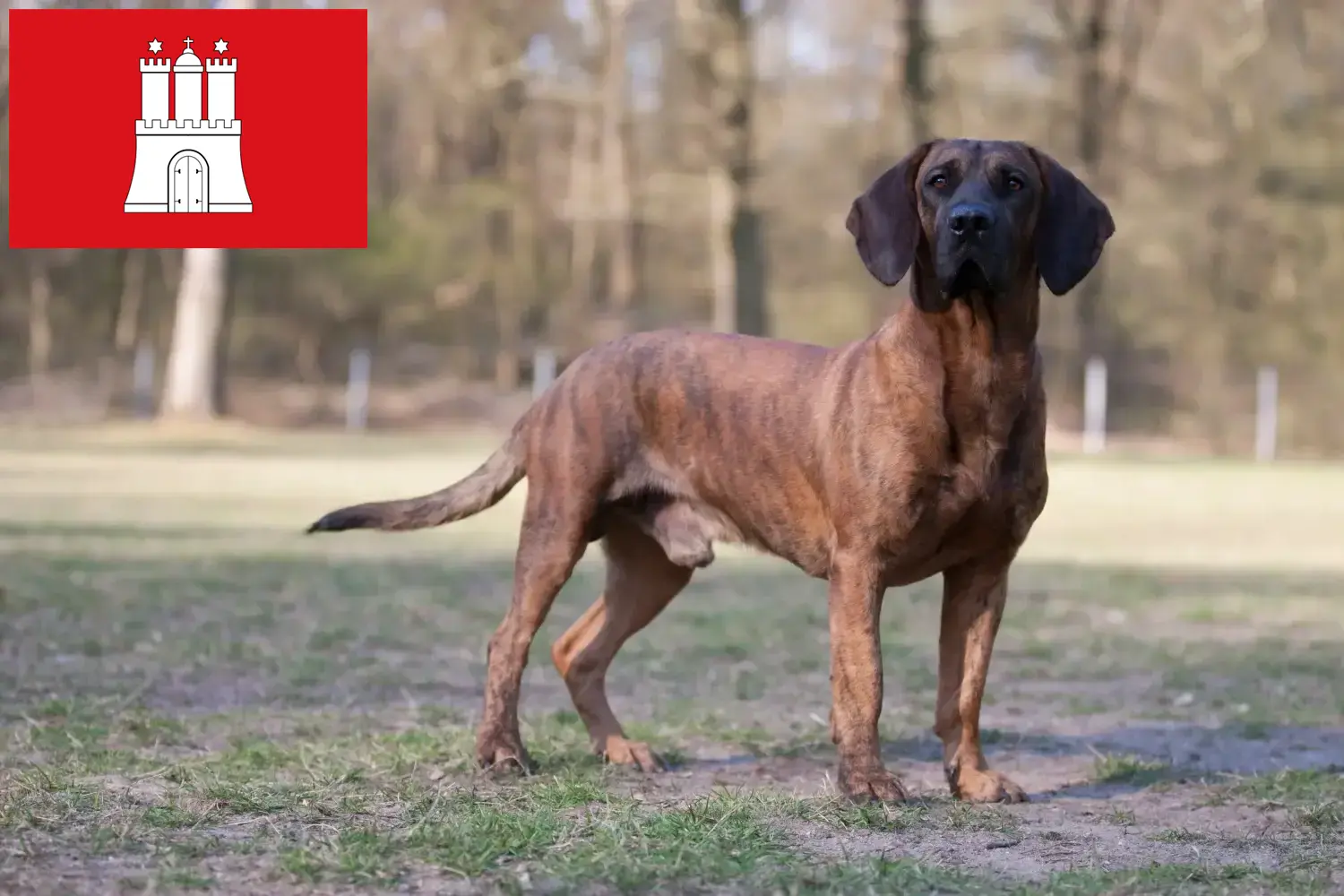 Hannoverscher Schweißhund kiskutyák és tenyésztők Hamburg Itt hannoveri hegesztőkutyatenyésztőket talál Hamburgban.