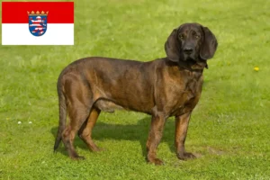 Read more about the article Hannoverscher Schweißhund tenyésztők és kölykök Hessenben