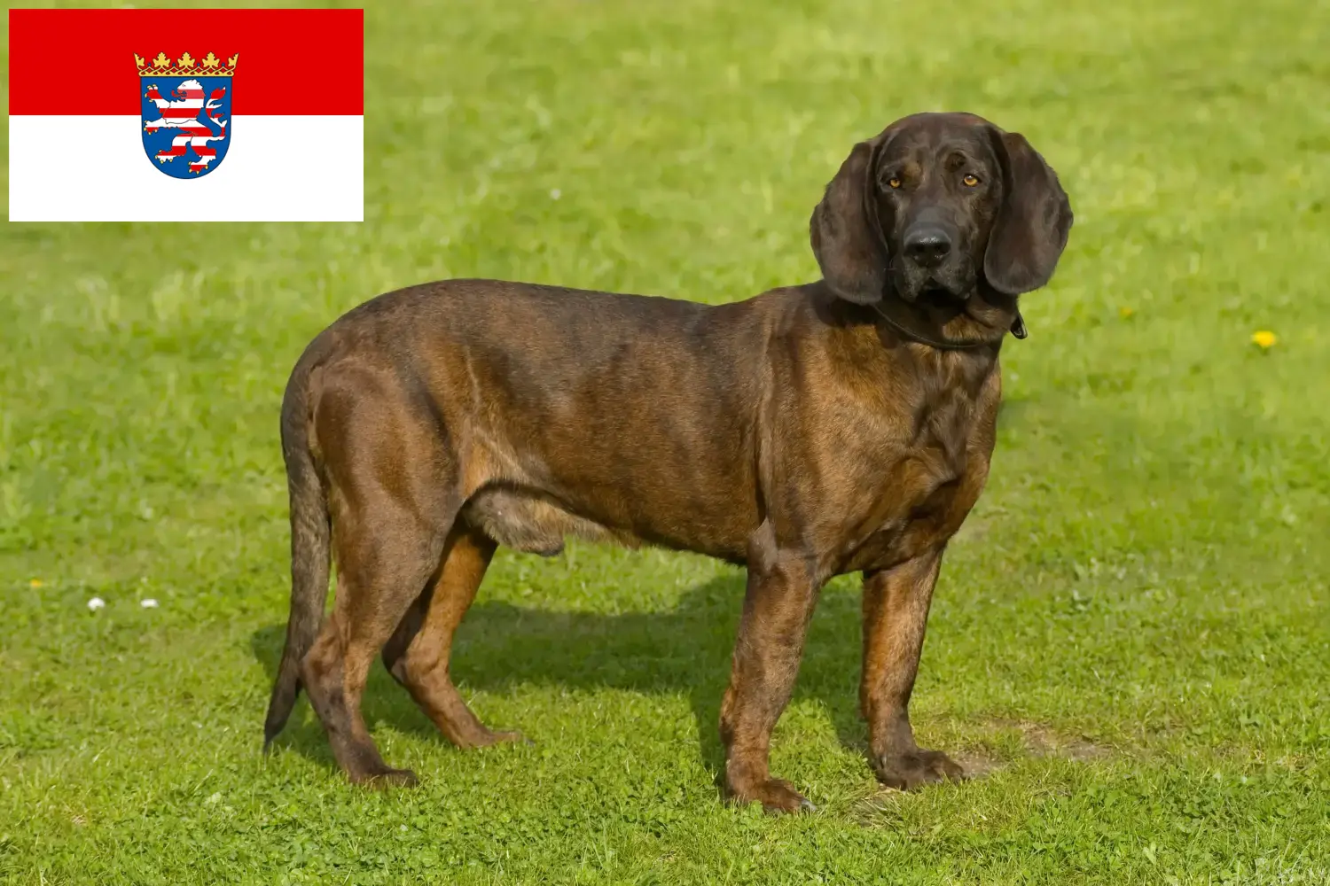 Hannoverscher Schweißhund kiskutyák és tenyésztők Hessen Itt hannoveri hegesztőkutyatenyésztőket talál Hessenben.