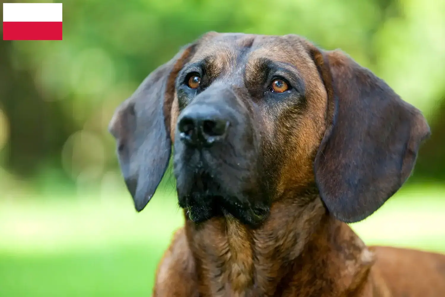 Hannoverscher Schweißhund kiskutyák és tenyésztők Lengyelország Itt találhat hannoveri hegesztőkutya tenyésztőket Lengyelországban.