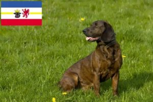 Read more about the article Hannoverscher Schweißhund tenyésztők és kiskutyák Mecklenburg-Vorpommern tartományban