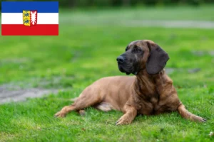 Read more about the article Hannoverscher Schweißhund tenyésztők és kiskutyák Schleswig-Holstein tartományban