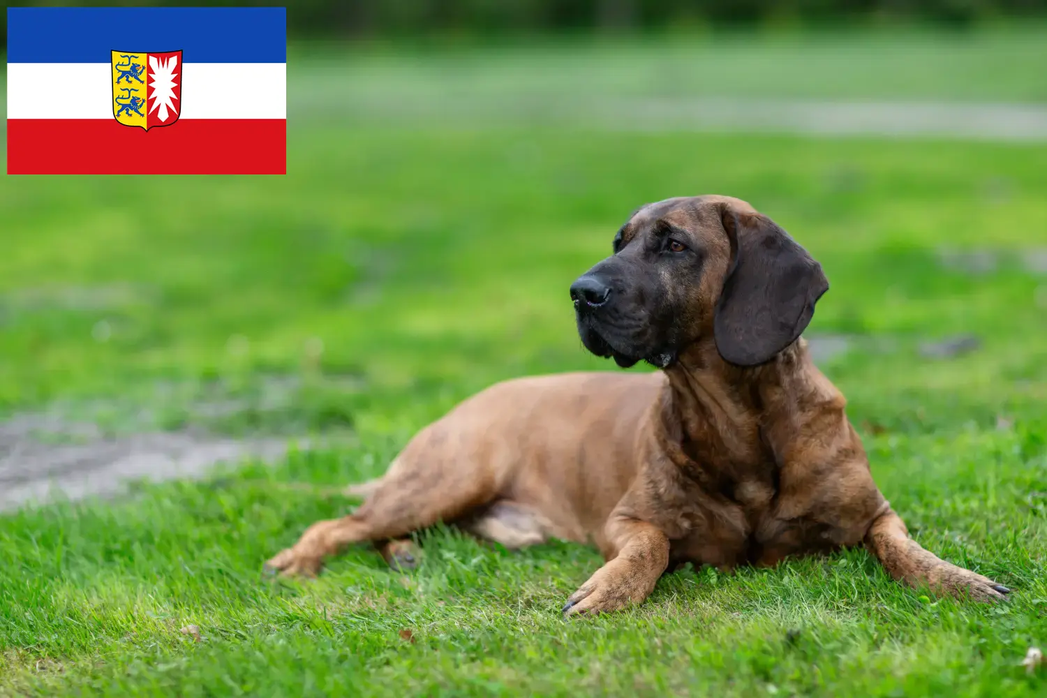 Read more about the article Hannoverscher Schweißhund tenyésztők és kiskutyák Schleswig-Holstein tartományban