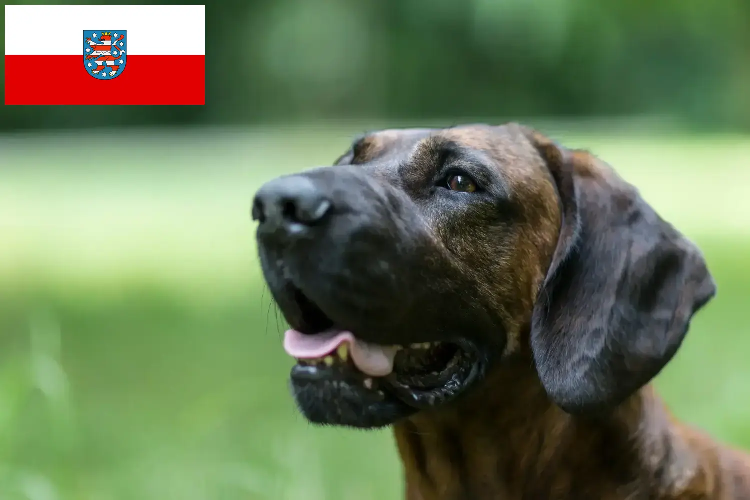 Hannoverscher Schweißhund kiskutyák és tenyésztők Türingia Itt találhat Hannoveri Hegedűs kutyatenyésztőket Türingiában.