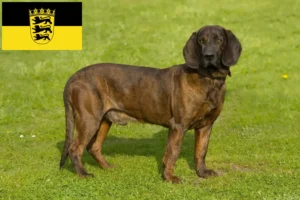 Read more about the article Hannoverscher Schweißhund tenyésztők és kölykök Baden-Württembergben