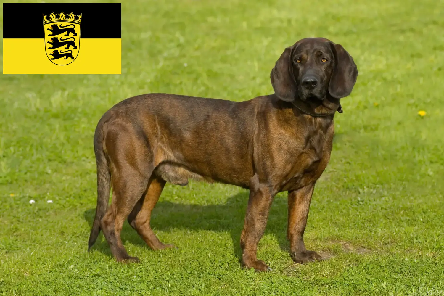 Hannoverscher Schweißhund kölyökkutyák és tenyésztők Baden-Württembergben Itt talál Hannoveri hegesztőkutya tenyésztőket Baden-Württembergben.