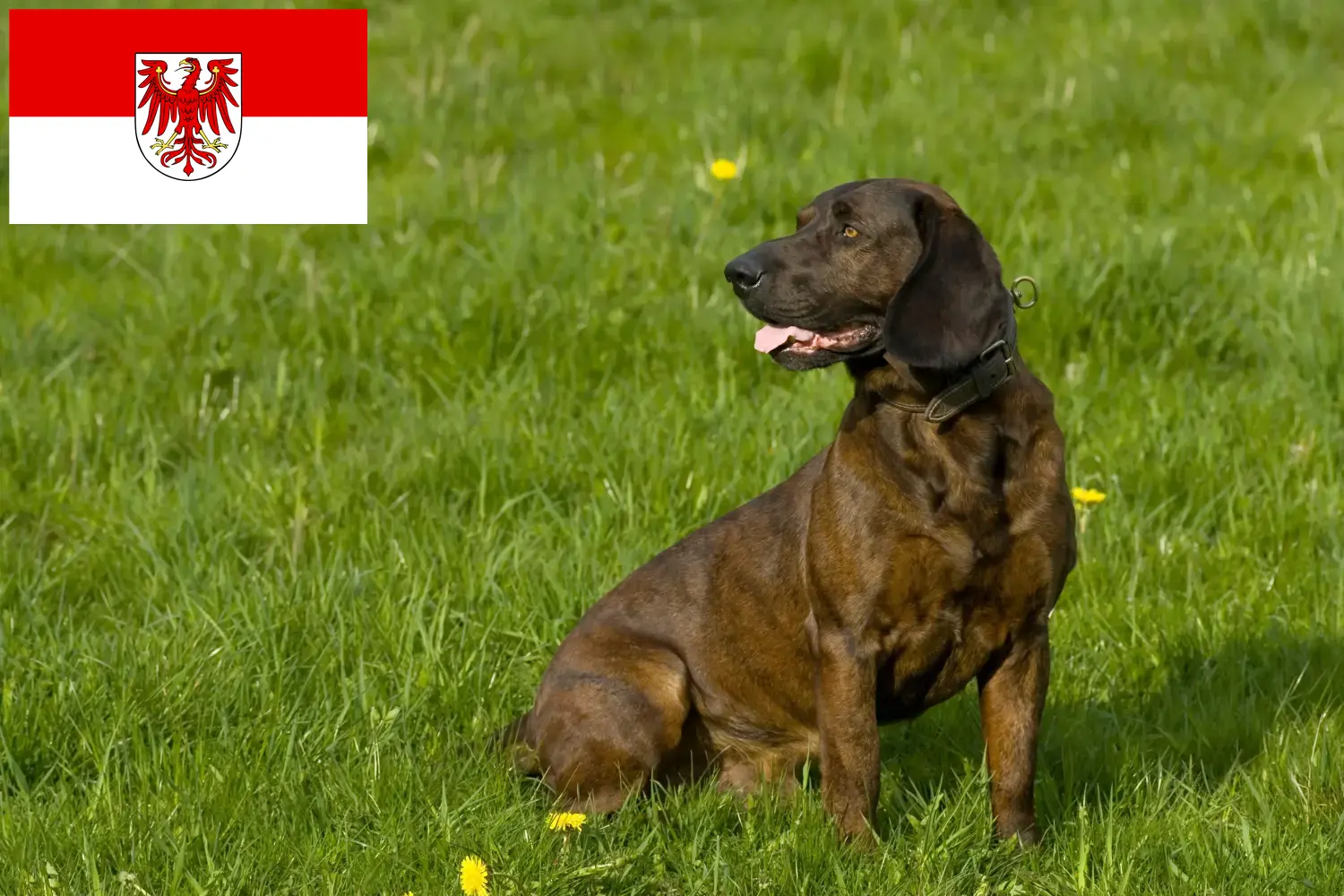 Hannoverscher Schweißhund kölykök és tenyésztők Brandenburg tartományban Itt talál Hannoveri hegesztőkutyatenyésztőket Brandenburgban.