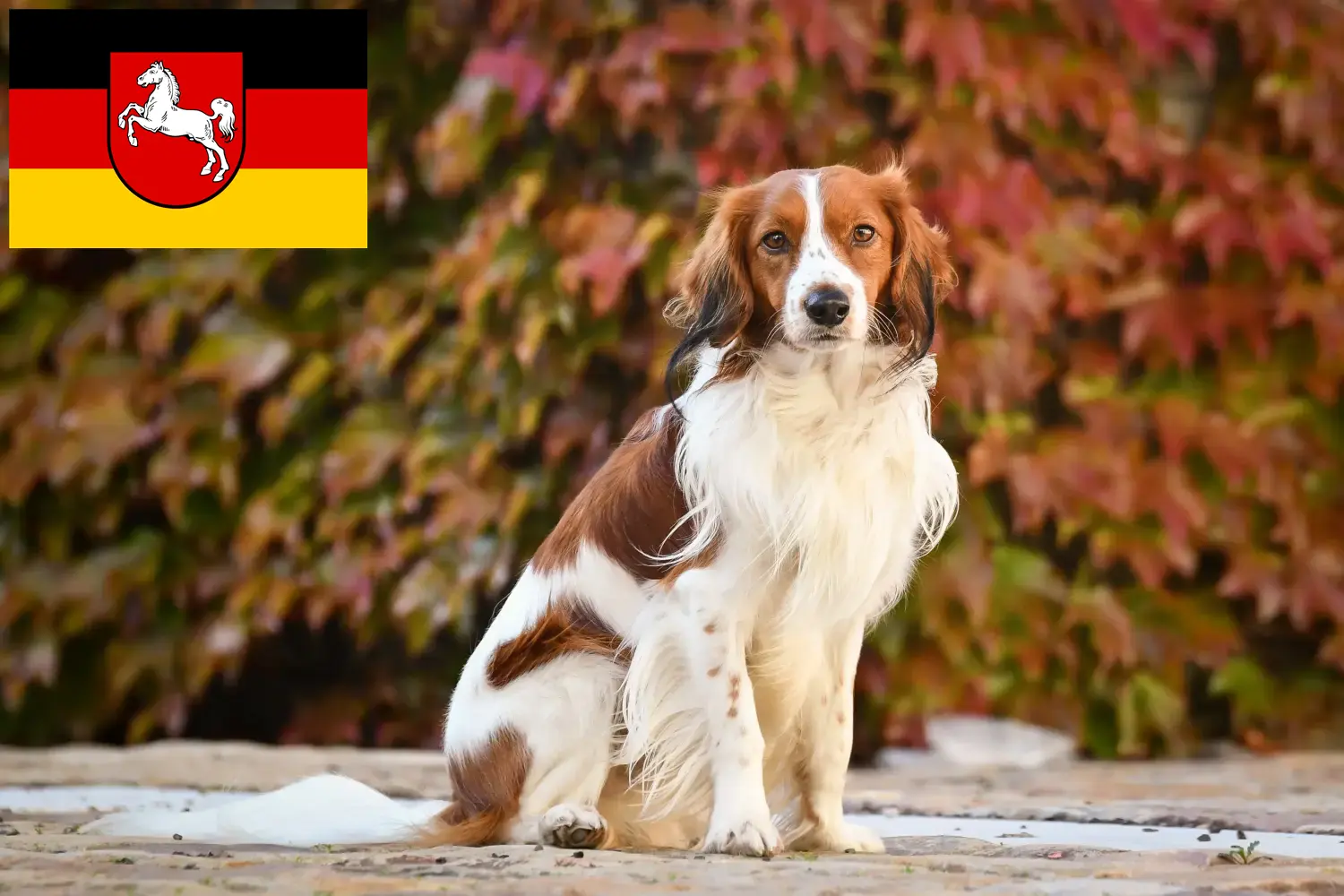 Holland Kooikerhondje kiskutyák és tenyésztők Alsó-Szászország Alsó-Szászországban található holland Kooikerhondje tenyésztőket itt találja.