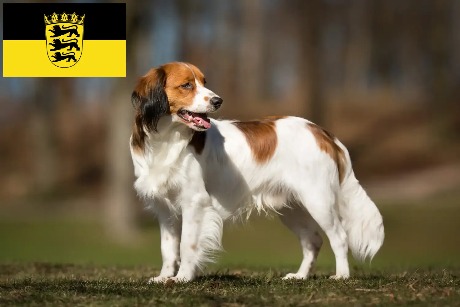 Holland Kooikerhondje kölyökkutyák és tenyésztők Baden-Württembergben Itt talál holland Kooikerhondje tenyésztőket Baden-Württembergben.
