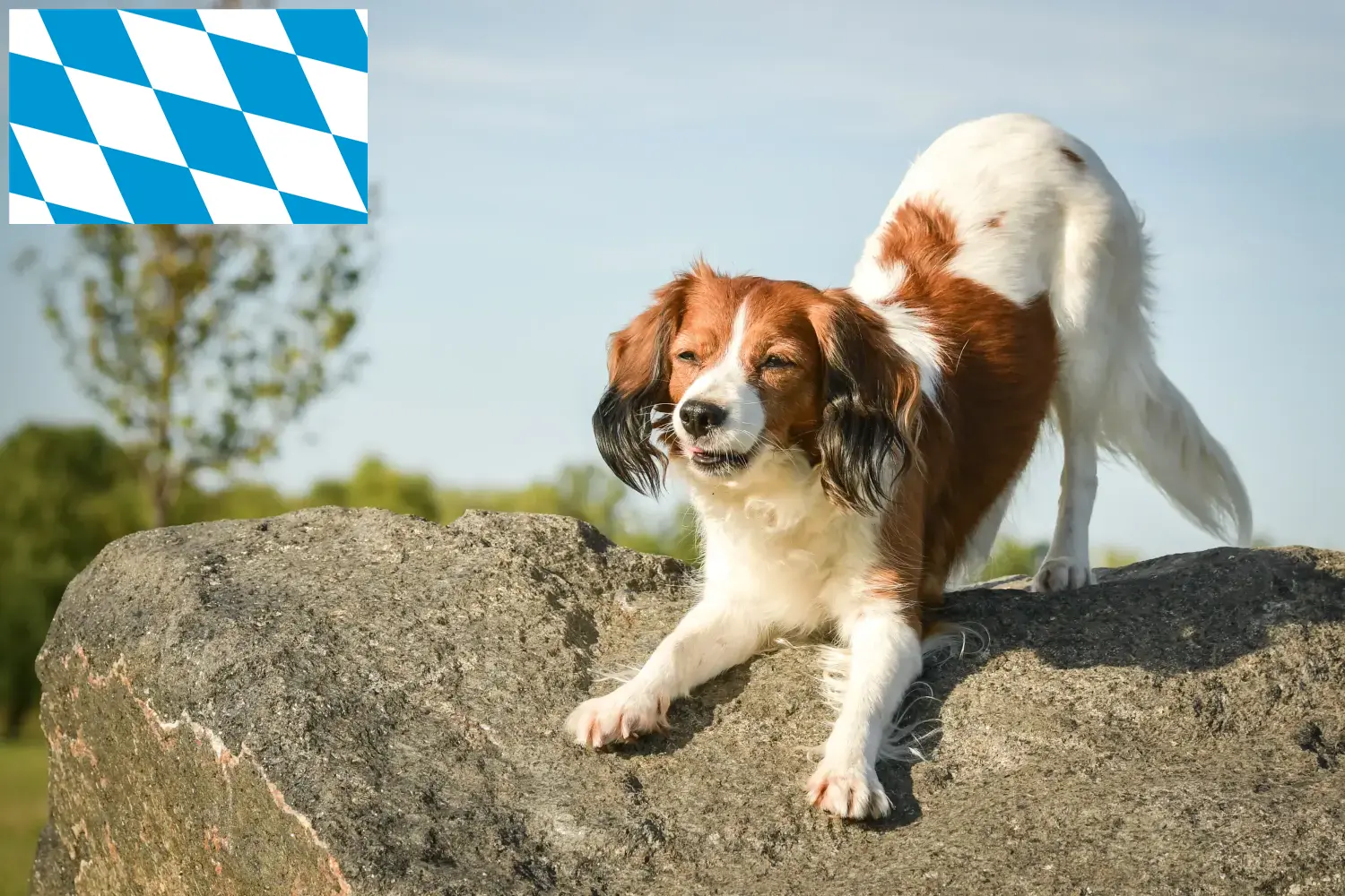 Holland Kooikerhondje kölyökkutyák és tenyésztők Bajorország Bajorországi holland Kooikerhondje tenyésztőket itt találsz.