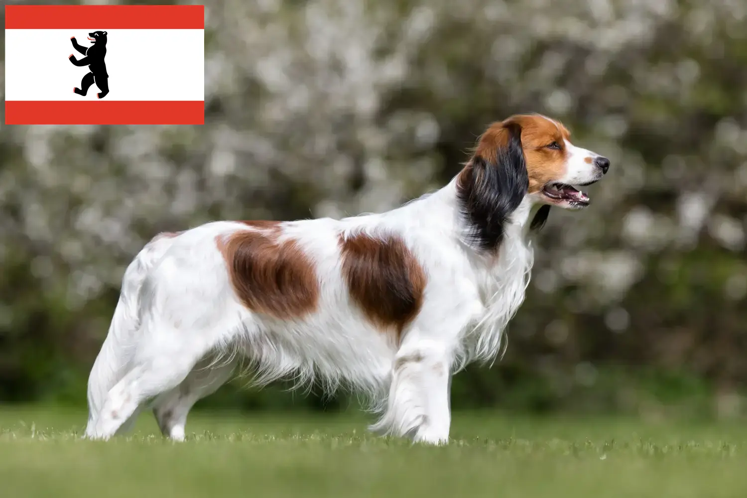 Holland Kooikerhondje kölyökkutyák és tenyésztők Berlin Keresse meg a Berlinben található holland Kooikerhondje tenyésztőket itt.