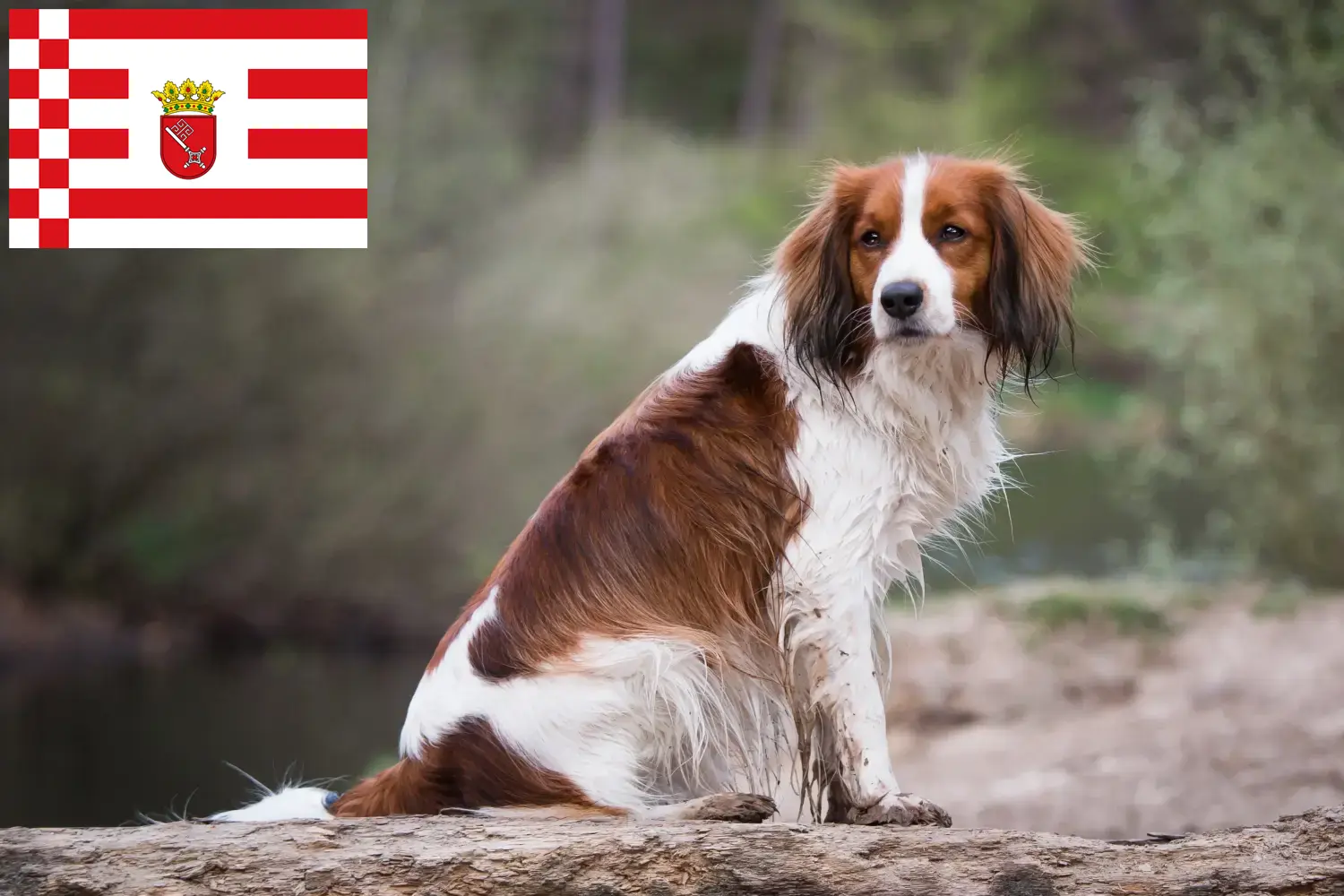 Holland Kooikerhondje kiskutyák és tenyésztők Bremen Keresse meg a brémai holland Kooikerhondje tenyésztőket itt.