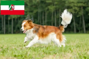 Read more about the article Holland Kooikerhondje tenyésztők és kiskutyák Észak-Rajna-Vesztfália területén