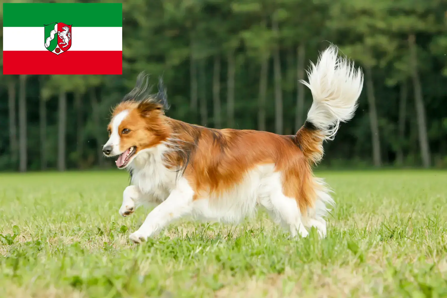 Holland Kooikerhondje kiskutyák és tenyésztők Észak-Rajna-Vesztfália Észak-Rajna-Vesztfália területén található holland Kooikerhondje tenyésztőket itt találja.