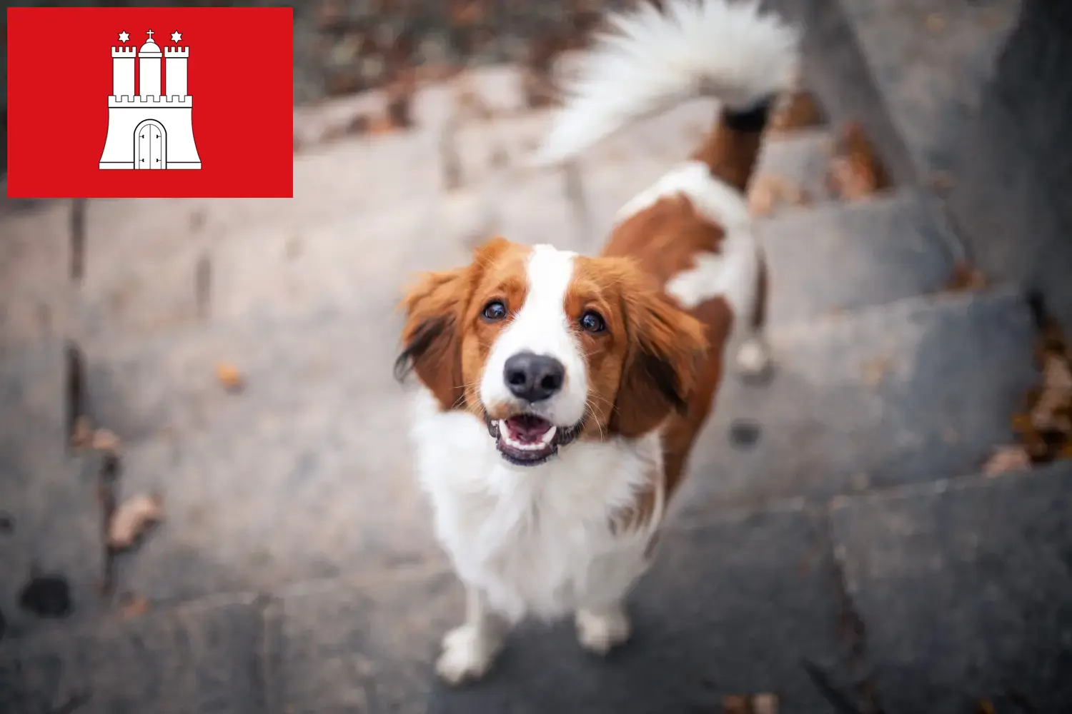 Holland Kooikerhondje kölyökkutyák és tenyésztők Hamburg Itt találhatsz holland Kooikerhondje tenyésztőket Hamburgban.