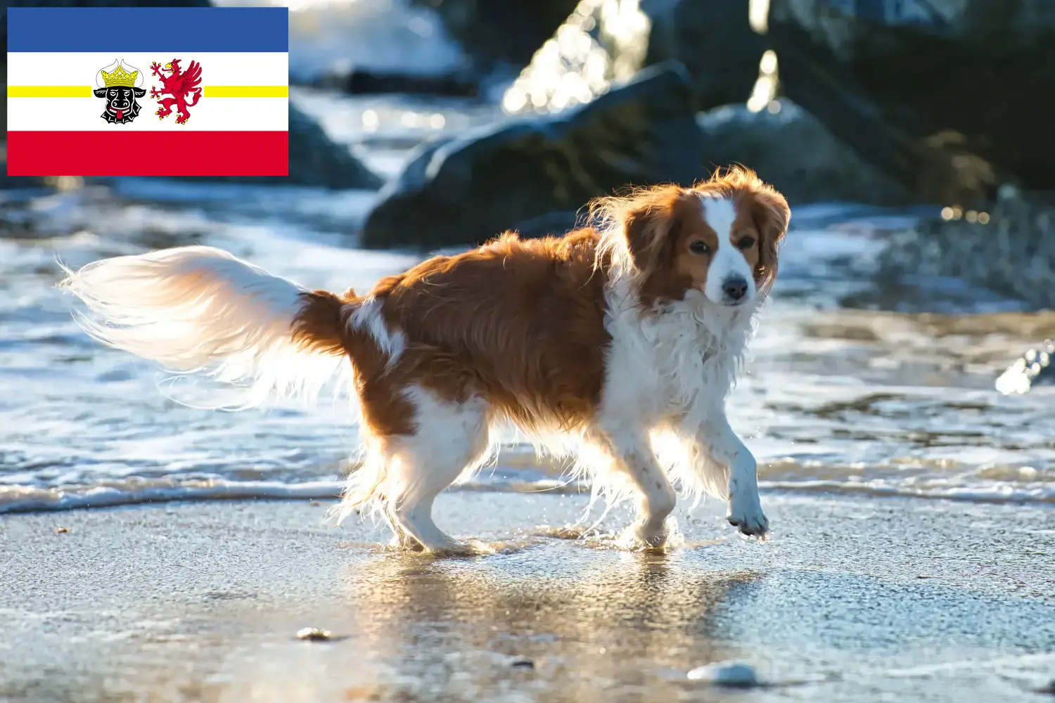 Holland Kooikerhondje kölyökkutyák és tenyésztők Mecklenburg-Vorpommern Keresse meg a Mecklenburg-Elő-Pomeránia területén található holland Kooikerhondje tenyésztőket itt.
