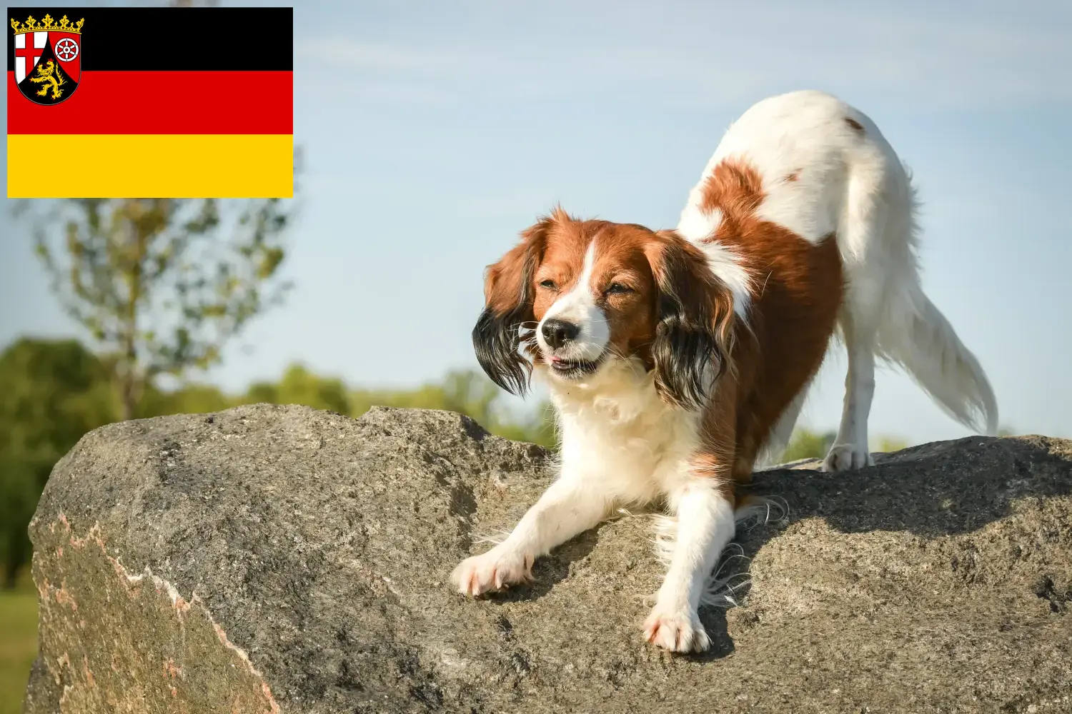 Holland Kooikerhondje kölyökkutyák és tenyésztők Rajna-vidék-Pfalz Itt találhatsz holland Kooikerhondje tenyésztőket Rajna-vidék-Pfalzban.