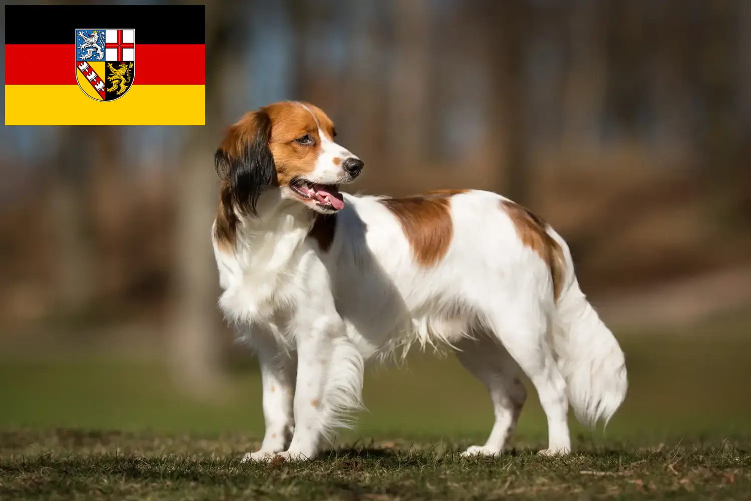 Holland Kooikerhondje kölyökkutyák és tenyésztők Saar-vidék Keresse meg a Saar-vidéki holland Kooikerhondje tenyésztőket itt.