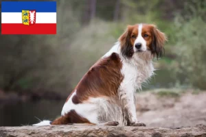 Read more about the article Holland Kooikerhondje tenyésztők és kiskutyák Schleswig-Holstein tartományban