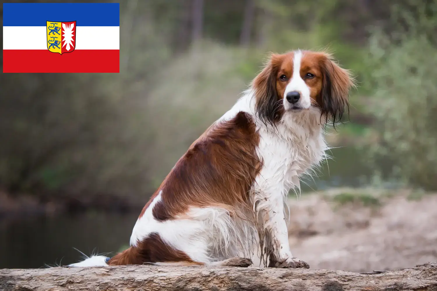 Read more about the article Holland Kooikerhondje tenyésztők és kiskutyák Schleswig-Holstein tartományban