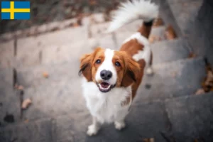 Read more about the article Holland Kooikerhondje tenyésztők és kölykök Svédországban