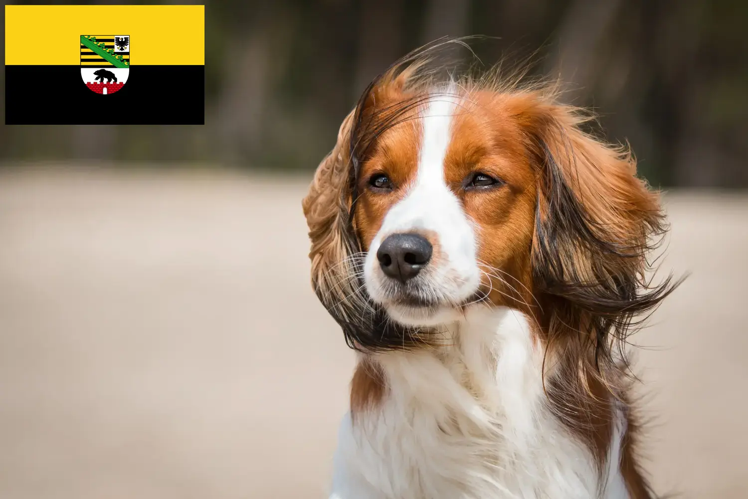 Holland Kooikerhondje kiskutyák és tenyésztők Szász-Anhalt tartományban Szász-Anhalt területén található holland Kooikerhondje tenyésztőket itt találja.