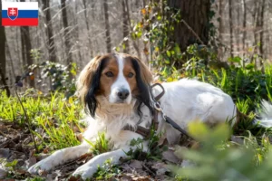 Read more about the article Holland Kooikerhondje tenyésztők és kölykök Szlovákiában