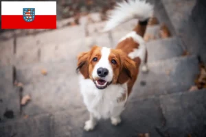 Read more about the article Holland Kooikerhondje tenyésztők és kölykök Türingiában