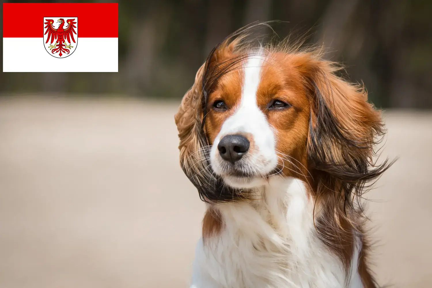 Holland Kooikerhondje kölykök és tenyésztők Brandenburg tartományban Keresse meg itt a Brandenburg területén található holland Kooikerhondje tenyésztőket.