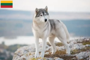 Read more about the article Husky tenyésztők és kiskutyák Litvániában