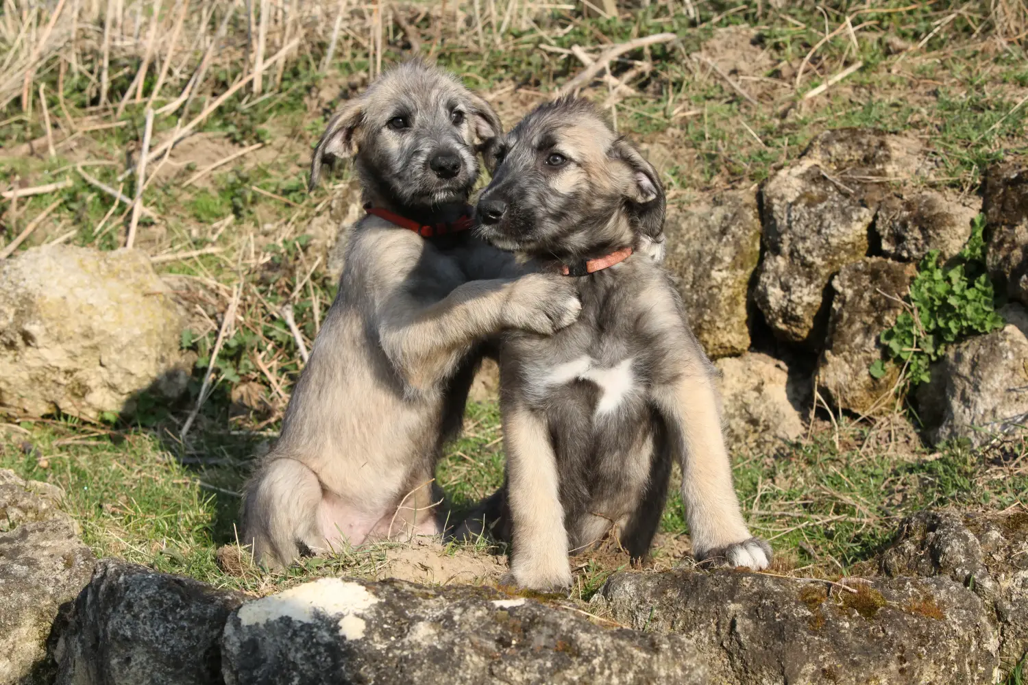 Ír farkaskutya kölyökkutya vásárlása felelősségvállalást jelent! Ír farkaskutya kölyökkutyák vásárlása.