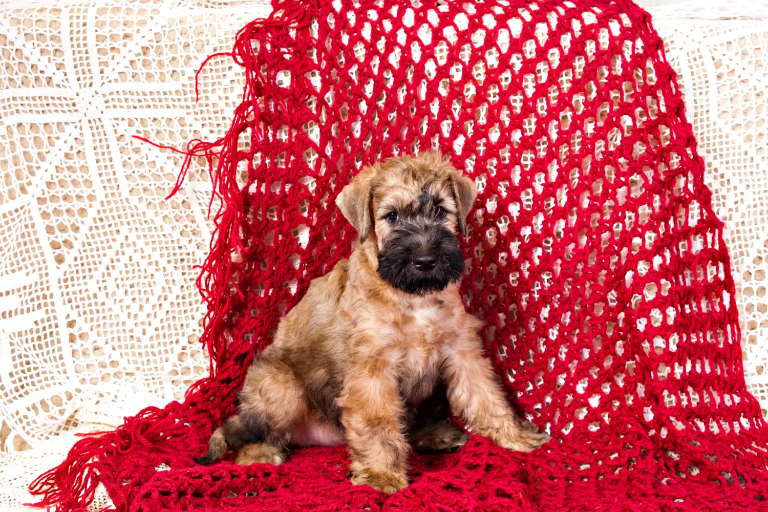 Ír Soft Coated Wheaten Terrier kölyökkutya vásárlása felelősségvállalást jelent! Vásároljon ír soft coated wheaten terrier kölyköket.