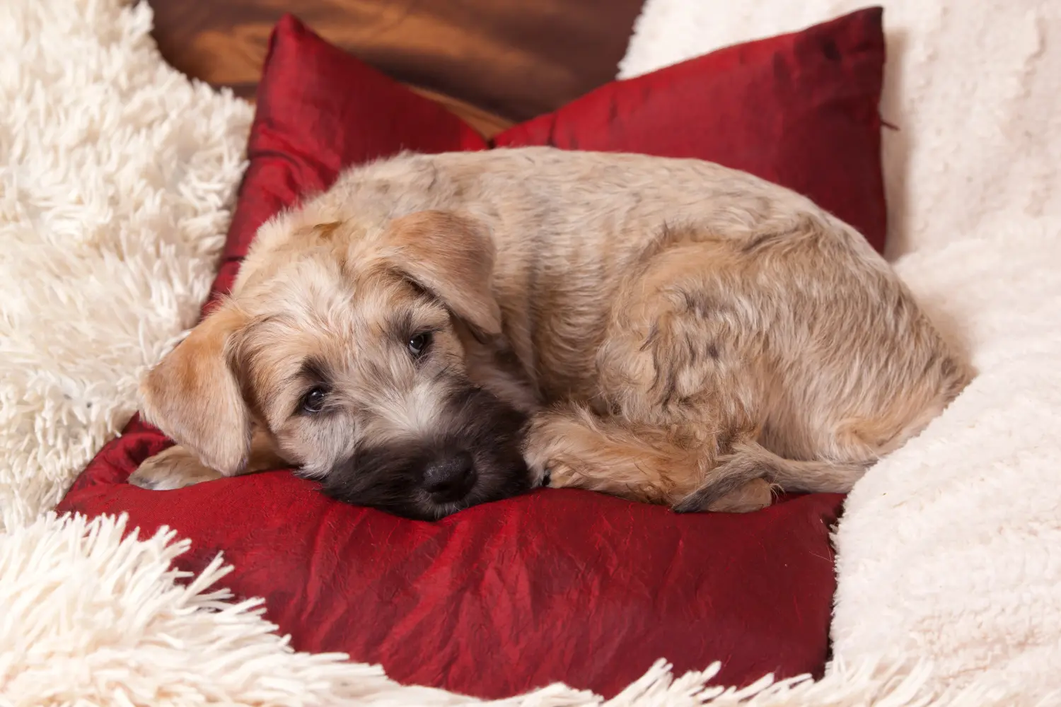 Ír Soft Coated Wheaten Terrier kölyökkutya vásárlása felelősségvállalást jelent! Vásároljon ír soft coated wheaten terrier kölyköket.