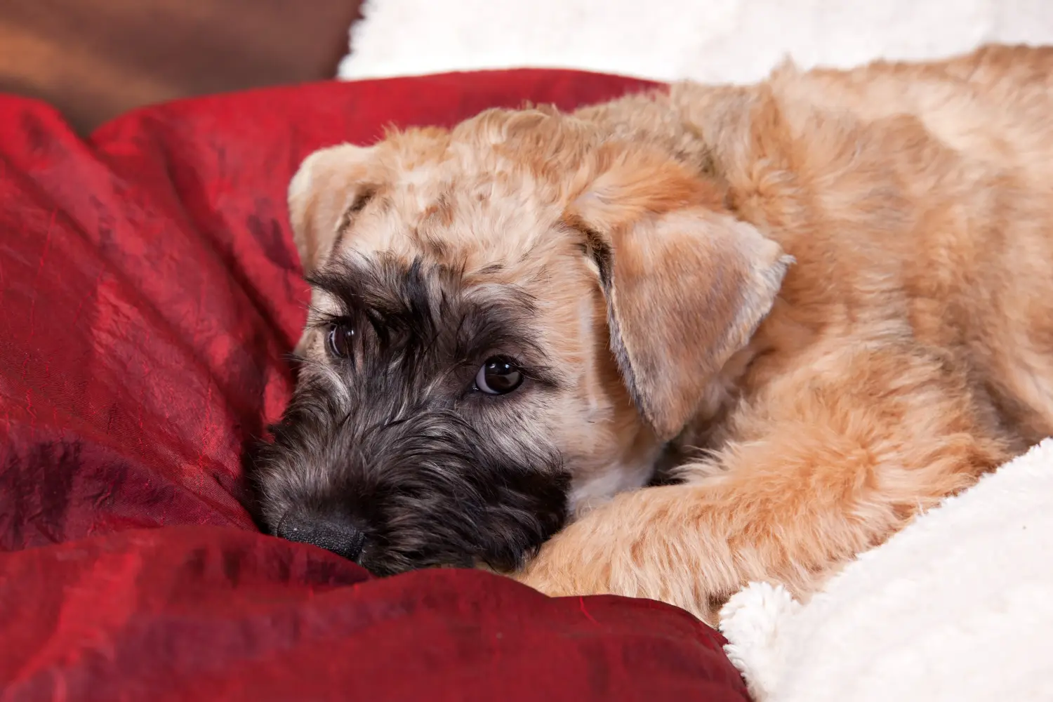 Ír Soft Coated Wheaten Terrier kölyökkutya vásárlása felelősségvállalást jelent! Vásároljon ír soft coated wheaten terrier kölyköket.
